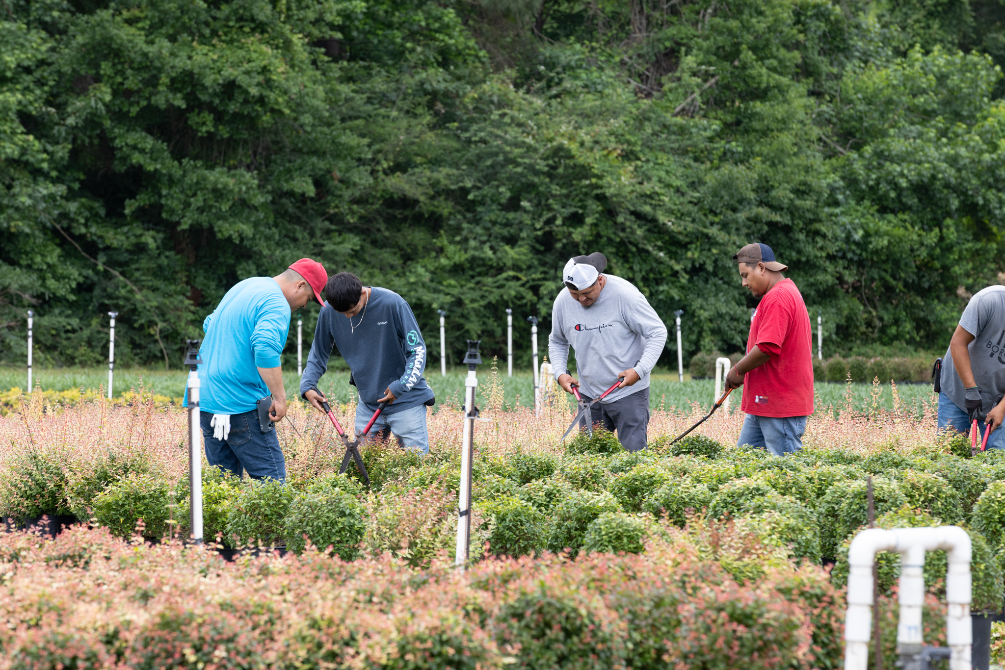 Wholesale & Retail Plants, Trees, and Shrubs 1 0R2A6380