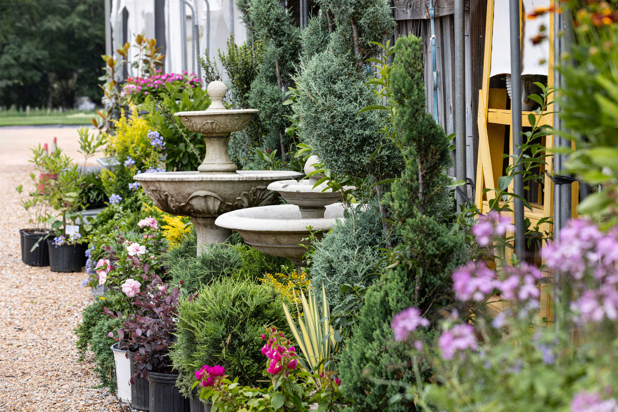 Wholesale & Retail Plants, Trees, and Shrubs 2 0R2A6900 1